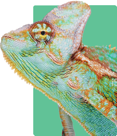 Chameleon head