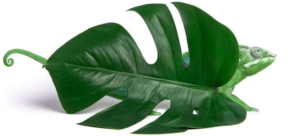 Monstera leaf